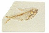 Bargain, Detailed Fossil Fish (Diplomystus) - Wyoming #373767-1